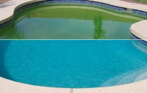 Restaurar Haiku Prueba Cómo eliminar y prevenir las algas en la piscina - Comunidad PROINCO